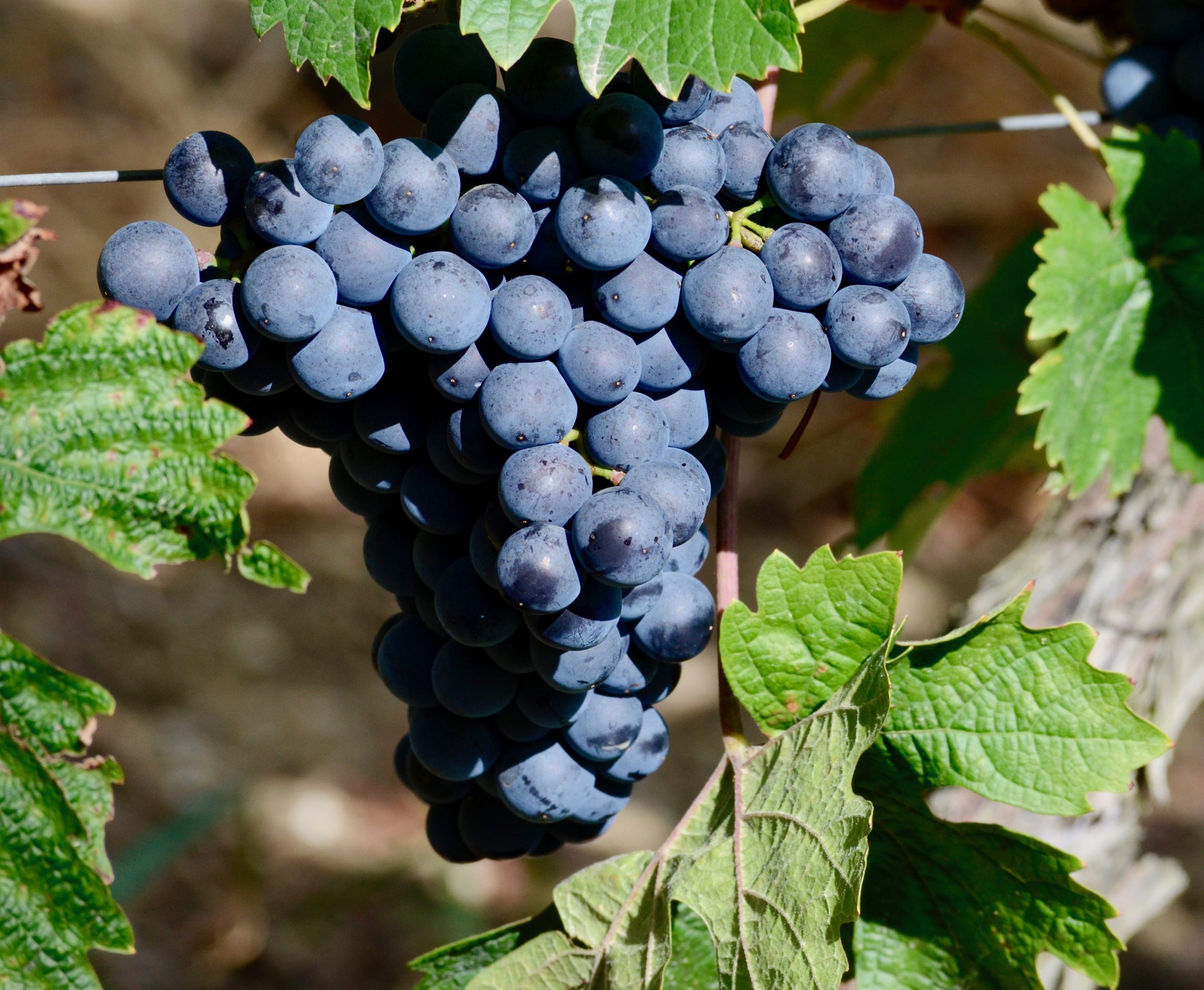 Início da safra de uvas apresenta boas perspectivas